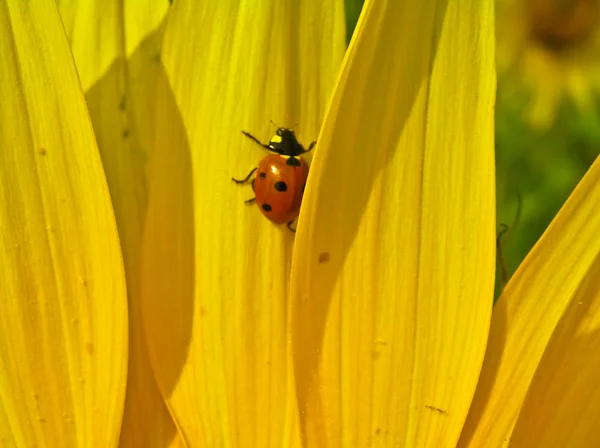 Ladybird (Coccinella septempunktata) — Zdjęcie stockowe