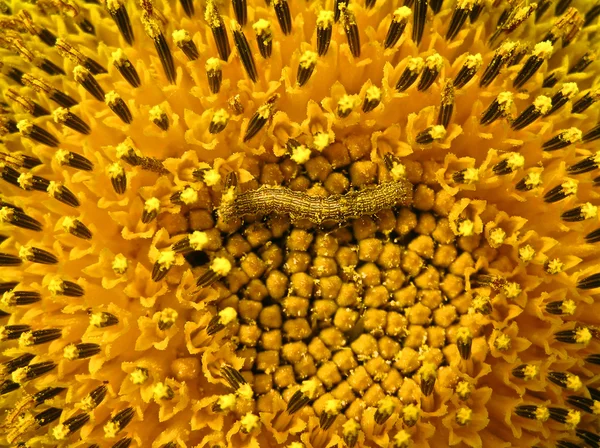Caterpillar-gourmand — Stockfoto