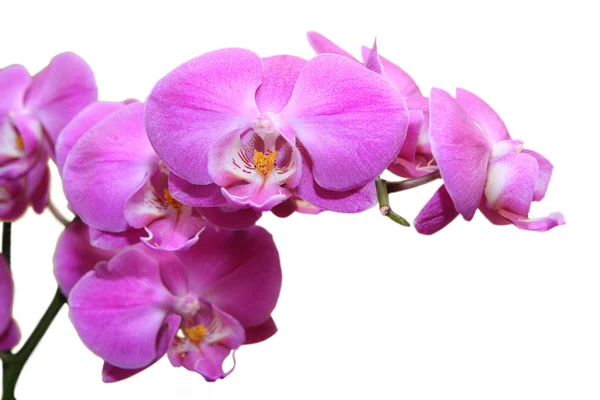 Orquídeas Fotografias De Stock Royalty-Free