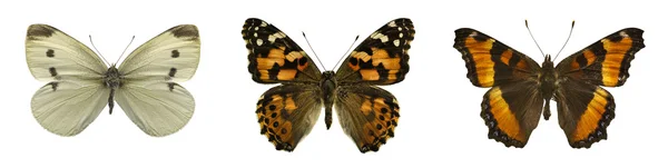 3 개의 나비 — 스톡 사진