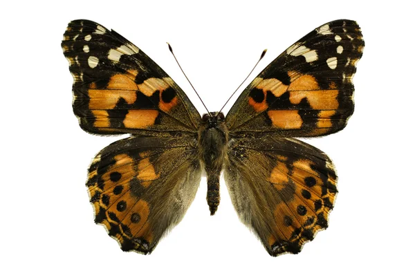 채색 된 나비 — 스톡 사진
