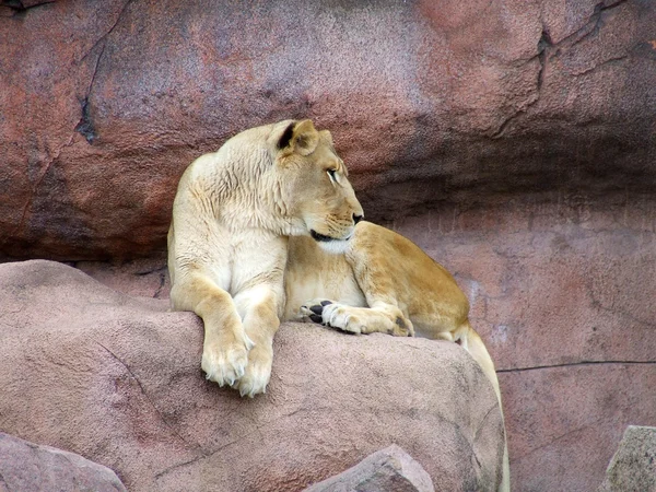 stock image Lioness on a rock