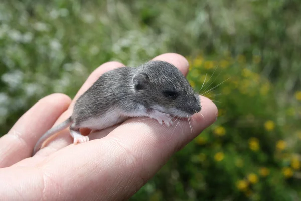 Baby mouse on a hand — Stock Photo, Image