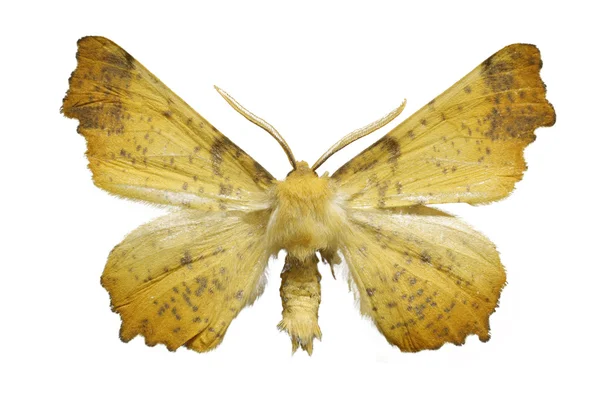 Yellow moth — Stock Photo, Image