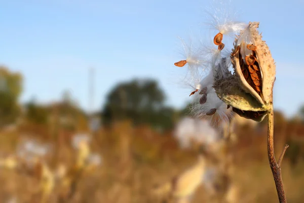 Kroontjeskruid zaden in een veld Stockfoto