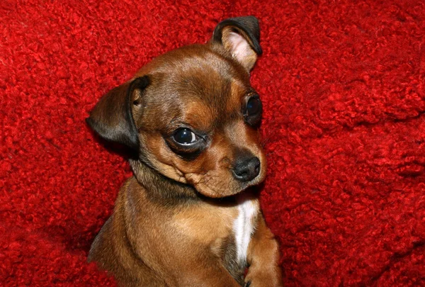 Kleine schattige kruik pup op een rode deken Stockfoto