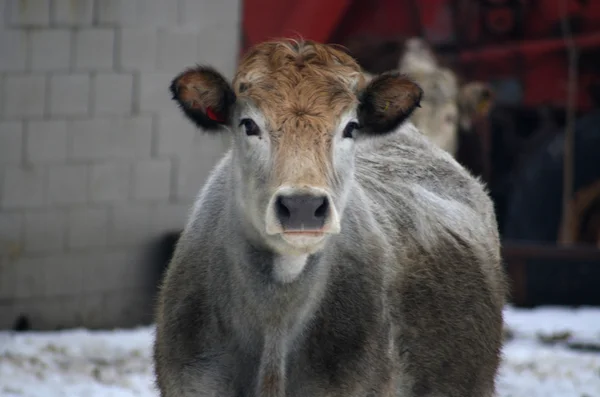 วัวบนฟาร์ม ภาพสต็อก