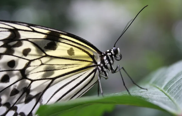 Метелик ricepaper Ліцензійні Стокові Фото