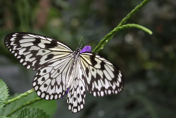 Rijstpapier vlinder Stockafbeelding