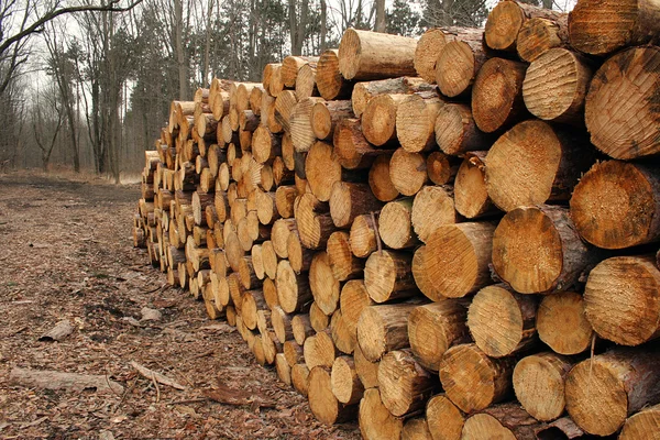 Fond de pile de bois — Photo