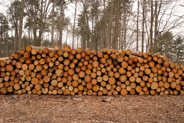Holz Stamm Haufen Hintergrund — Stockfoto