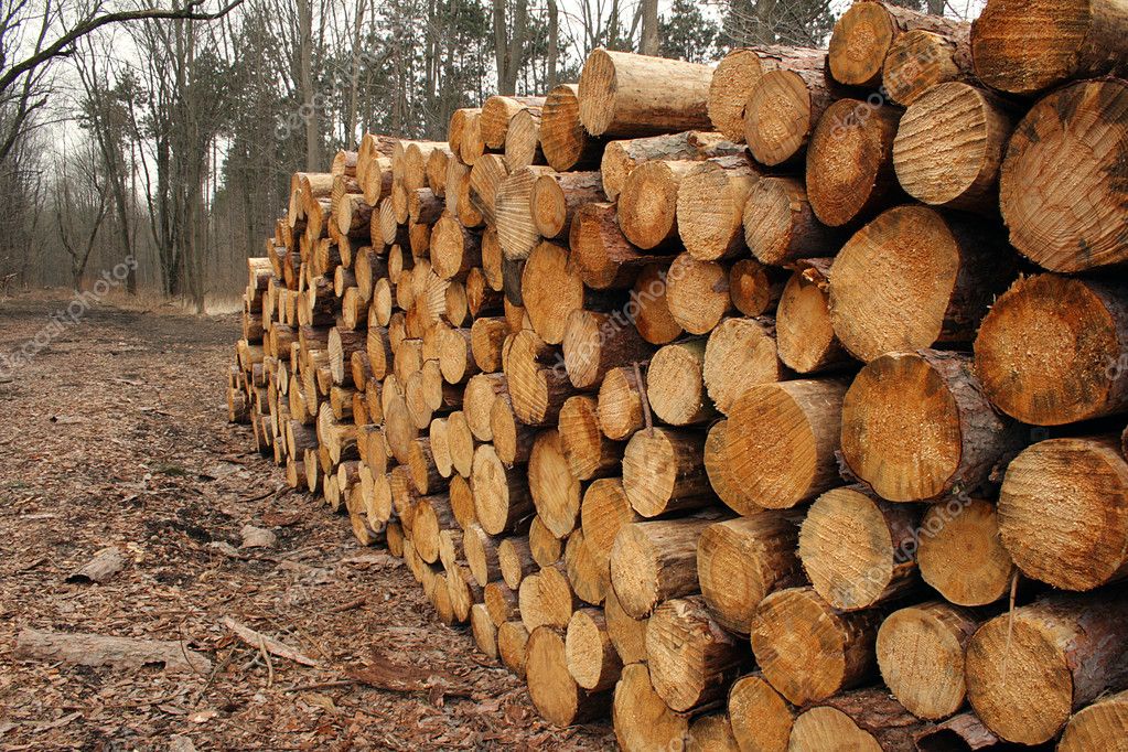 Wood log pile background — Stock Photo © Michieldewit #2760450