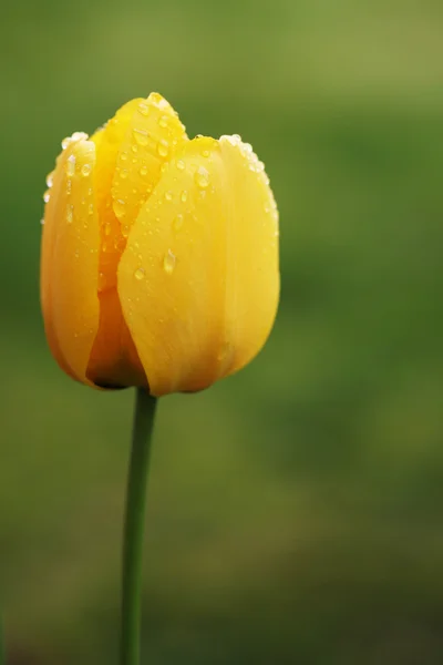 Жовтий Tulip після опадів Стокова Картинка