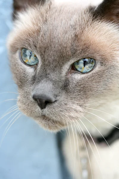 Mavi gözlü kedi — Stok fotoğraf
