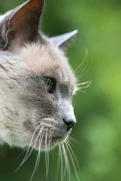 Profil de chat gris — Photo