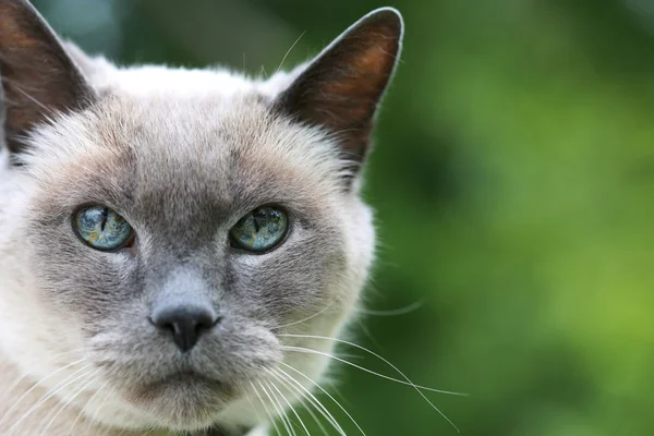 Blue eyed katt på grön Stockbild