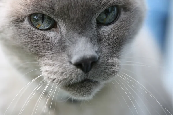 Μπλε eyed γάτα από κοντά Εικόνα Αρχείου