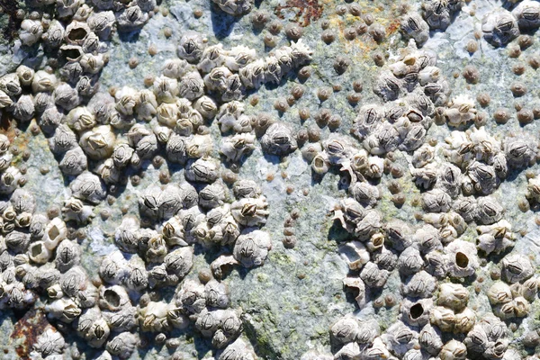 stock image Barnacles