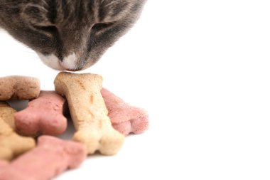 Cat Sniffing Dog Treat clipart