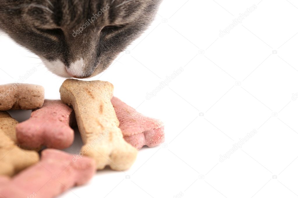 Cat Sniffing Dog Treat