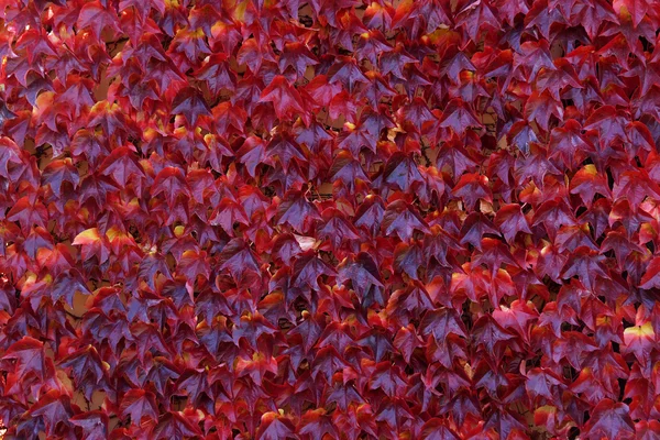 赤い葉します。 ストックフォト