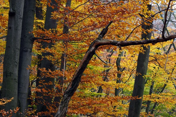 Φθινόπωρο στο δάσος Εικόνα Αρχείου