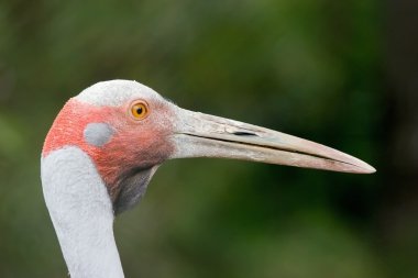 Brolga