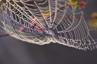 SpiderWeb üzerinde çiy