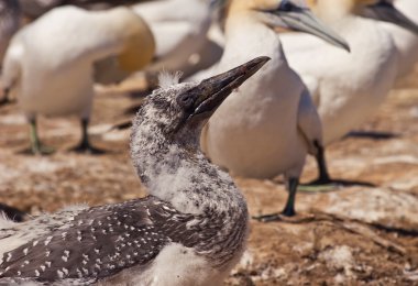 Gannet 03