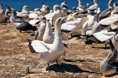 Genten 06Gannet 06