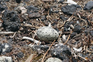 Gull Nest 02