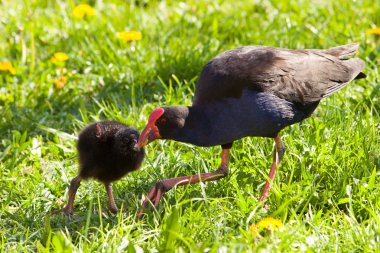pukeko ve kız 02