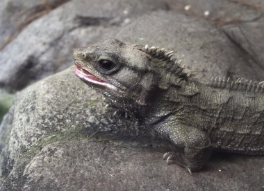 Tuatara clipart