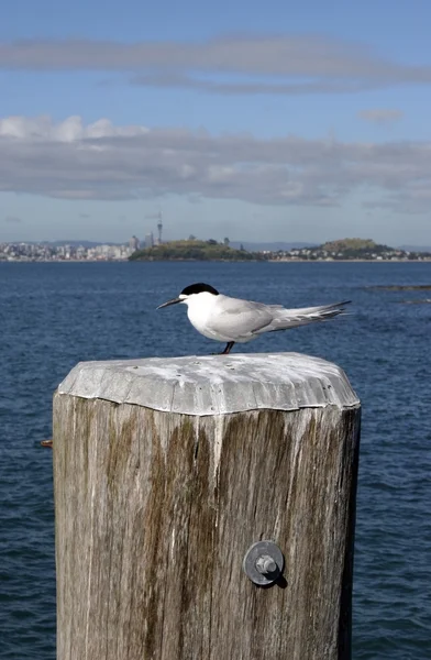 Stock image Bird on a pole