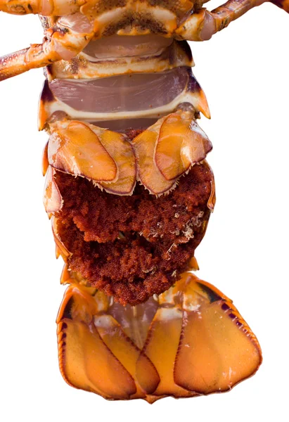 Cauda de lagostim — Fotografia de Stock