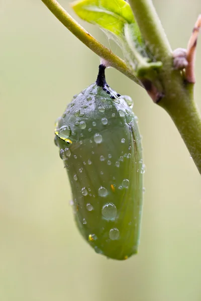 Dew drops on Crysalis — Stock Photo, Image