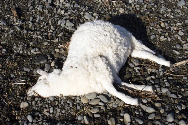 Dode schapen 04 — Stockfoto