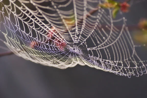 Dew on Spiderweb — Stock Photo, Image