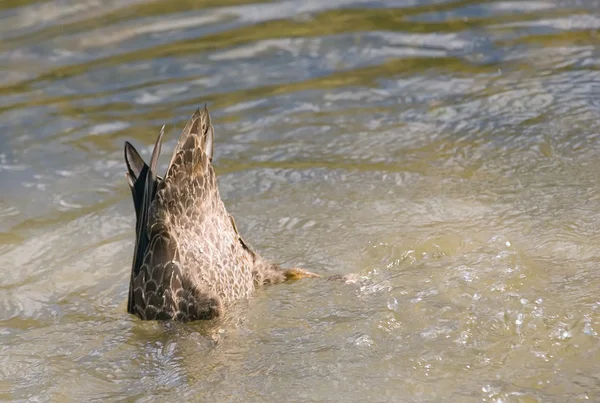 stock image Duck Bum