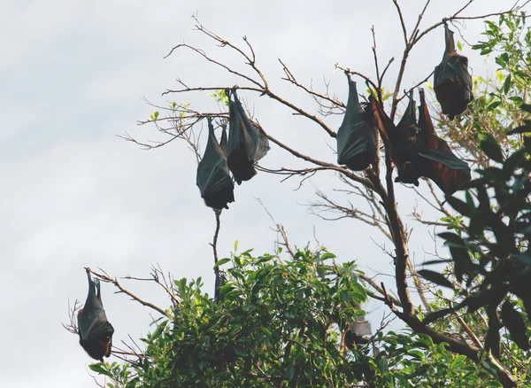 Morcegos de fruto — Fotografia de Stock