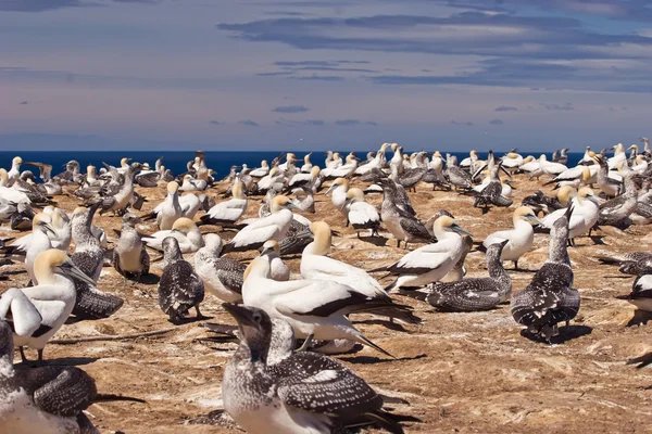 stock image Gannet 04