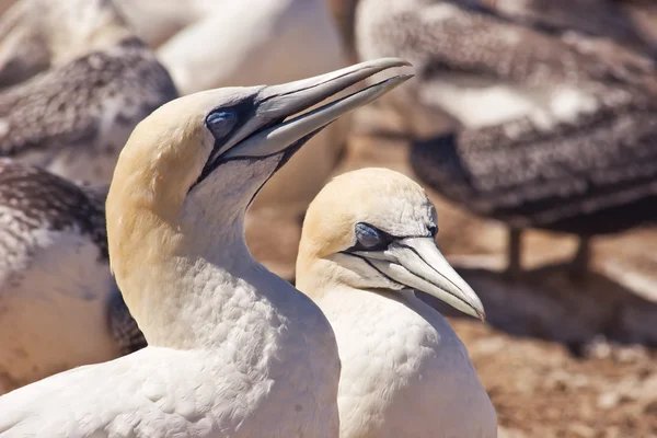 Stock image Gannet 05