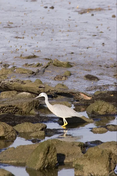 stock image Heron 03