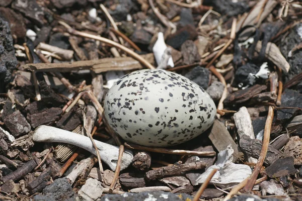 stock image Gull Nest 01