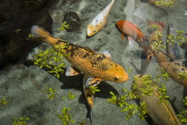 stock image Koi carp