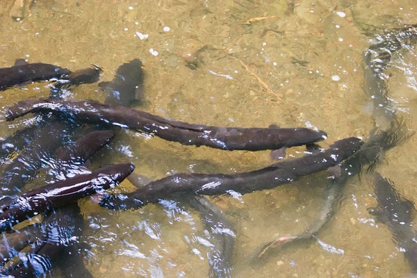 stock image Longfin Eels