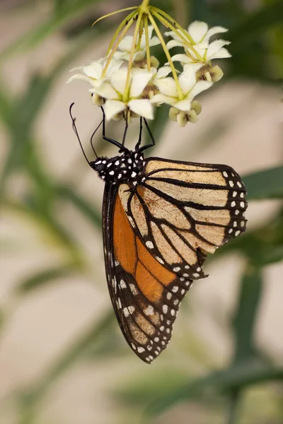 Monarch butterfly etapy 04 — Zdjęcie stockowe