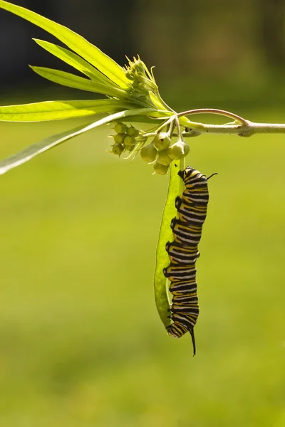 Motýl monarcha housenka — Stock fotografie