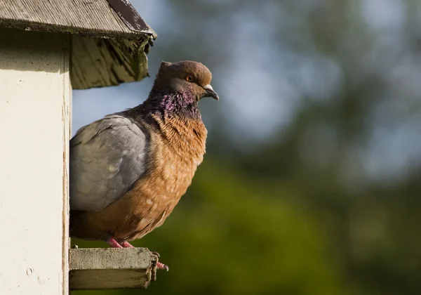 stock image Pigeon