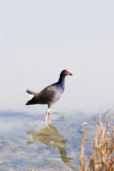 stock image Pukeko 02